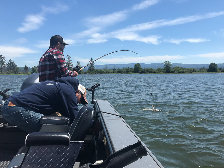 Fisherman has a sturgeon on the line with fishing guide Mike Hazen