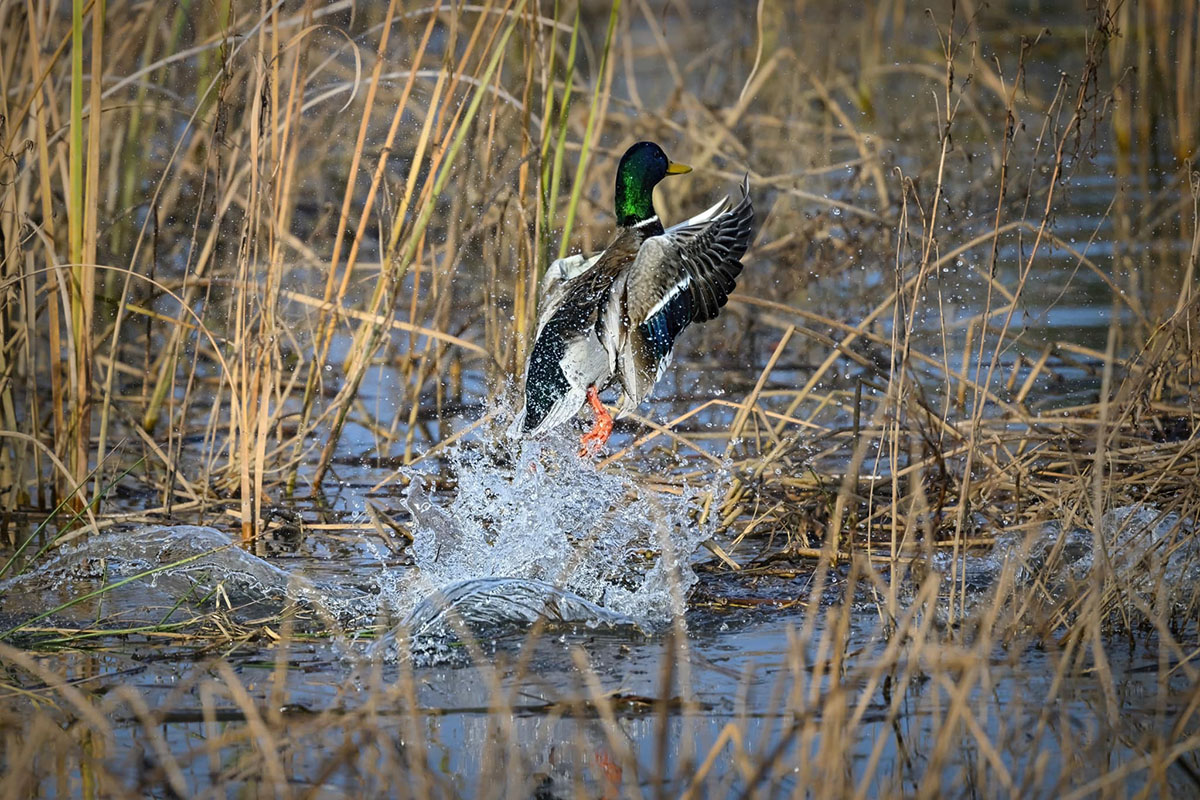 A mallard flies away in a marsh near Cathlamet Washington. The area is known for good duckhunting.