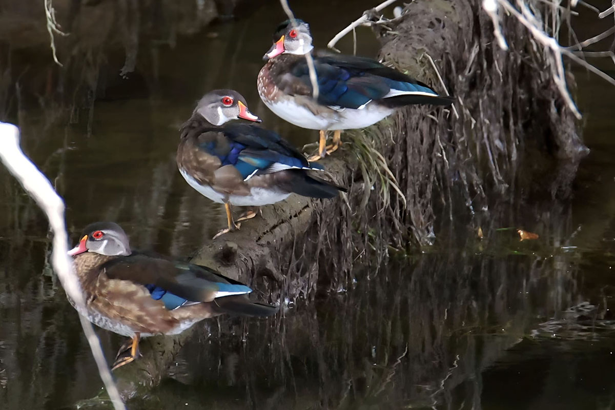 Three birds sitting on a log near Cathlamet Washington, a prime duck hunting area