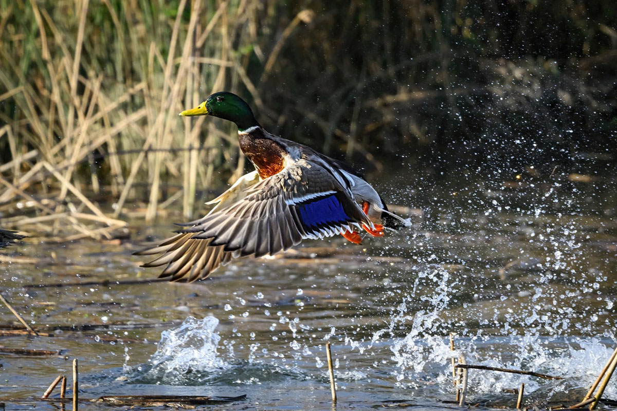 A mallard flies above the water. Duck hunting in this area is very popular near Cathlamet Washington.