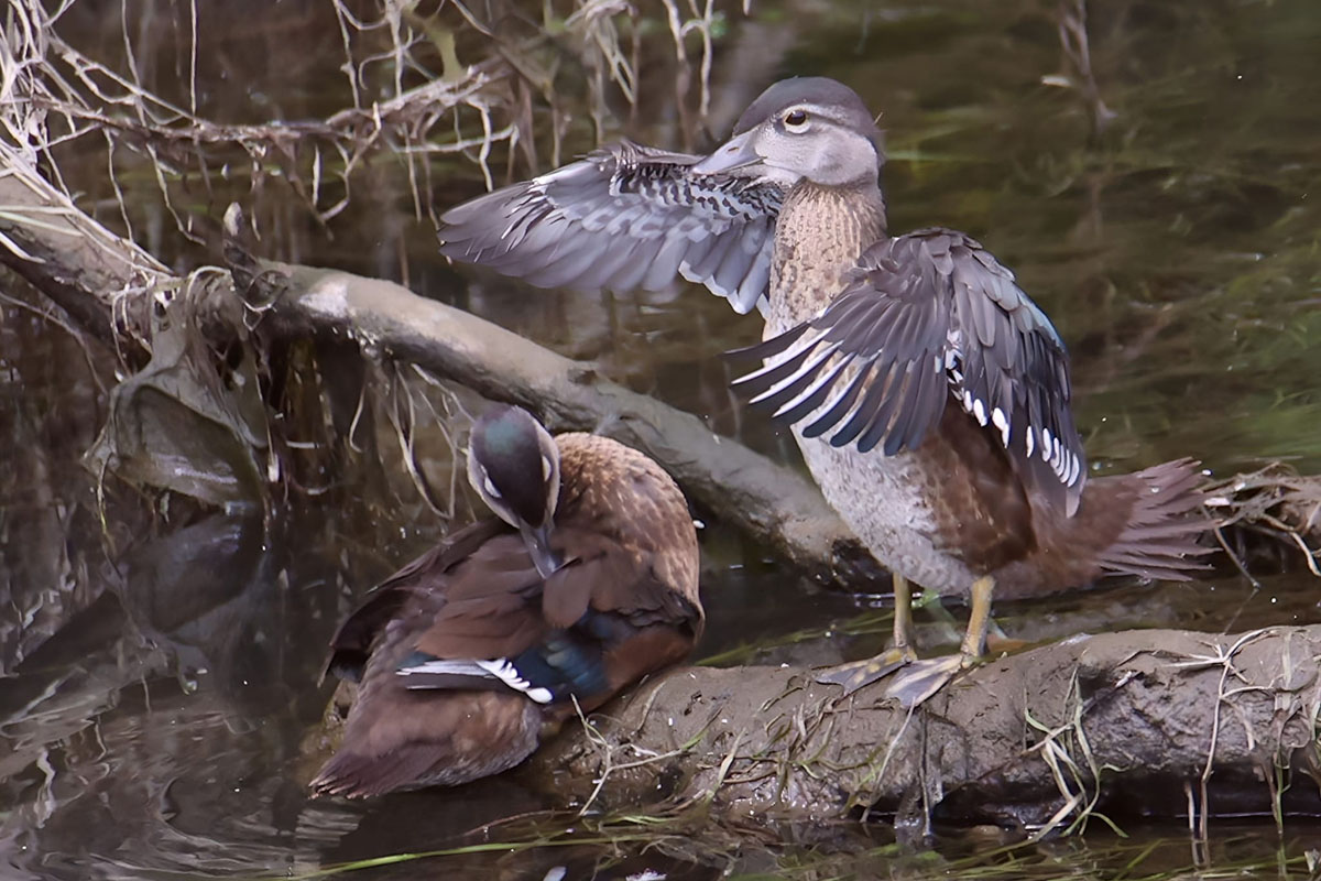 Two ducks sitting on a log near Cathlamet Washington. Great opportunities for duckhunting in this area.